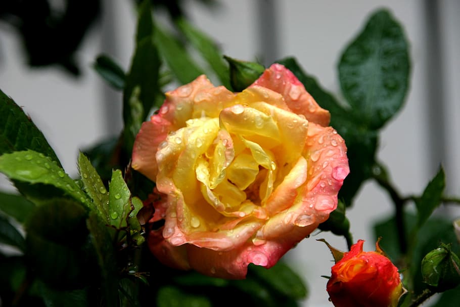 Yellow, Dew, Open, Flower, Nature, rose, macro, plant, floral HD wallpaper