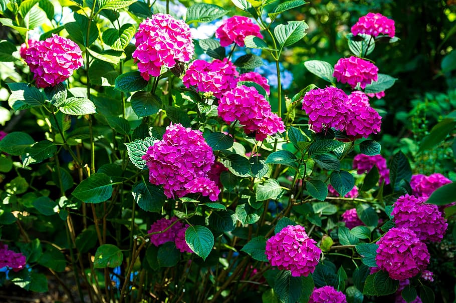 hydrangea, flowers, hot pink, magenta, vibrant, color, floral HD wallpaper
