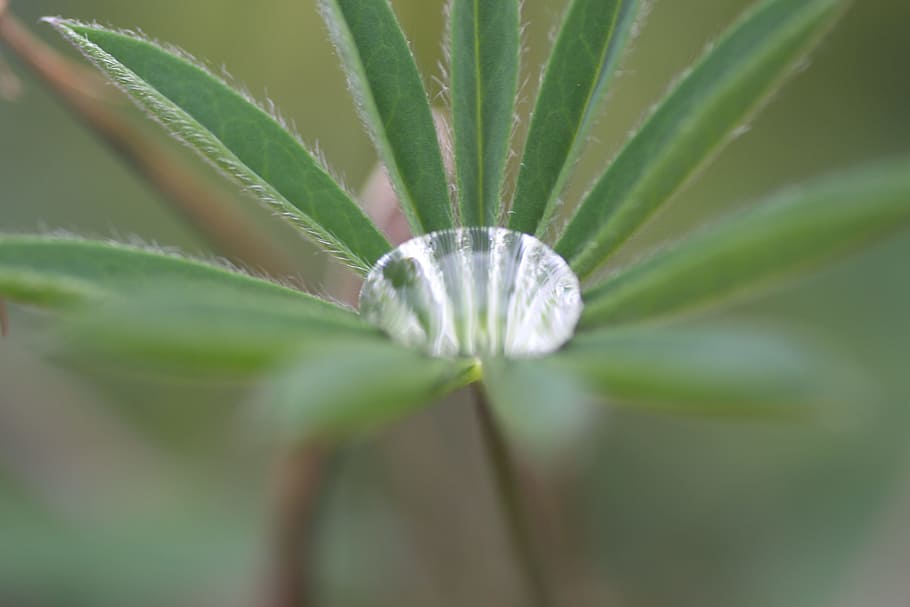 water, droplet, liquid, clean, macro, fresh, clear, nature HD wallpaper