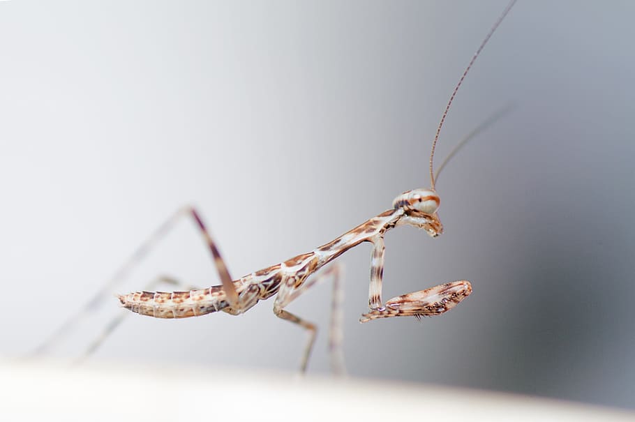 Praying Mantis, Insect, Wildlife, Bug, small, delicate, fragile HD wallpaper