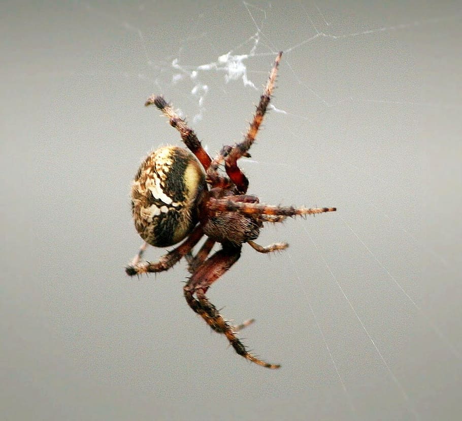 comb-claw spider, arachnid, web weaving, predator, insect, pest HD wallpaper