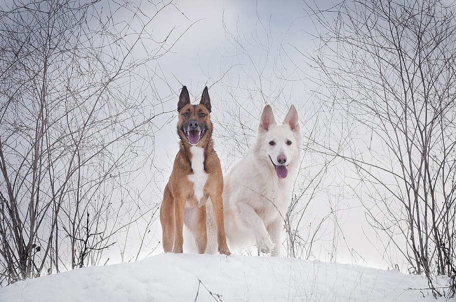 two dog standing on ice field during daytime, winter, snow HD wallpaper