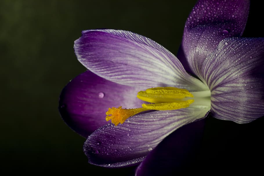 crocus, blossom, bloom, close, spring, purple, flower, frühlingsanfang HD wallpaper