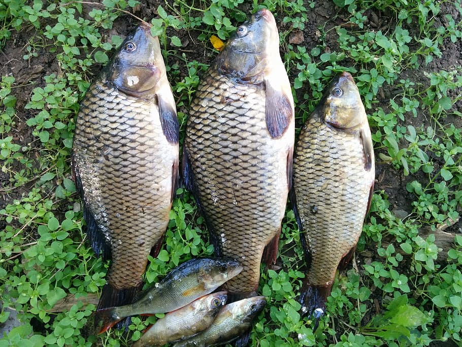 three gray fish, Fishing, Carp, Catch, Lake, summer, nature, freshness, HD wallpaper