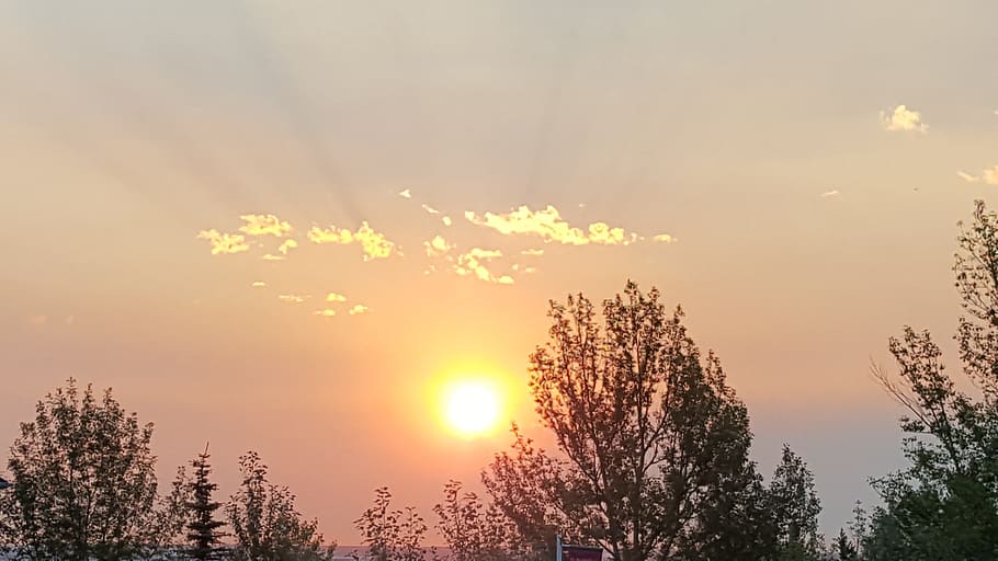 Sunrise, Sun Rays, Sunlight, Morning, clear sky, nature, tree HD wallpaper