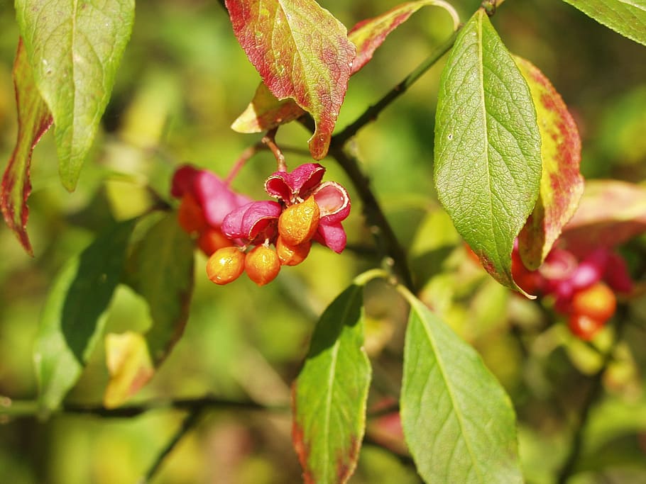 Spindle, Seeds, Orange, fortunei, red, ornamental shrub, toxic, HD wallpaper