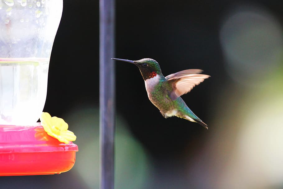 selective focus photography of hummingbird, blue, bokeh, flying HD wallpaper