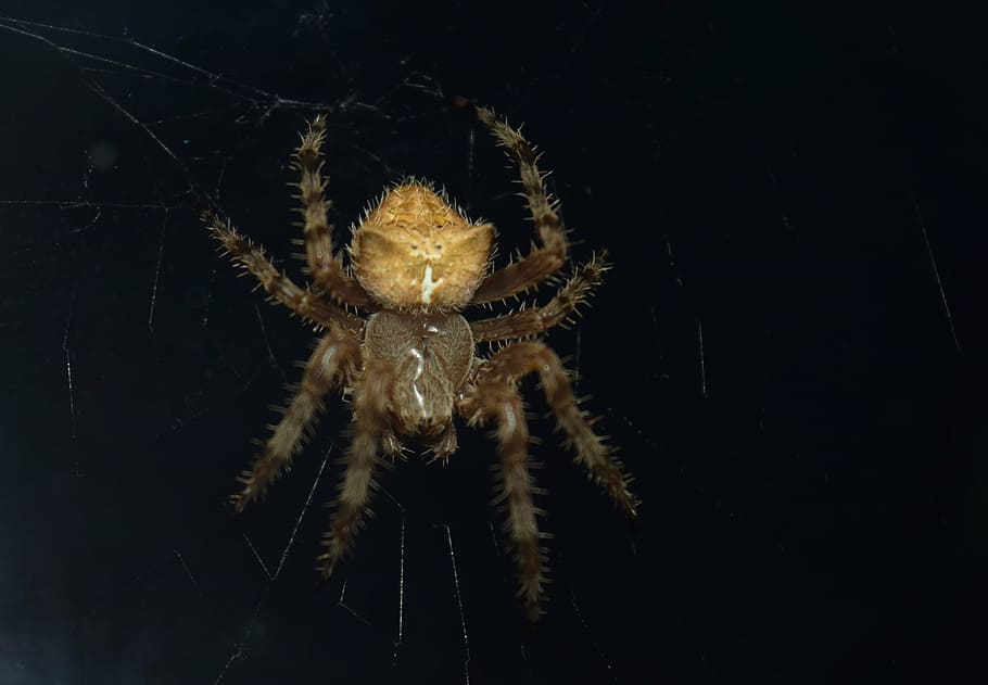 animal, insect, spider, hunter, web, arachnid, nature, spooky HD wallpaper