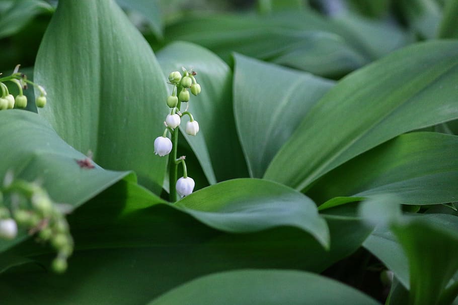 thrush, flower, bell, spring, 1 ° may, lily of the valley HD wallpaper