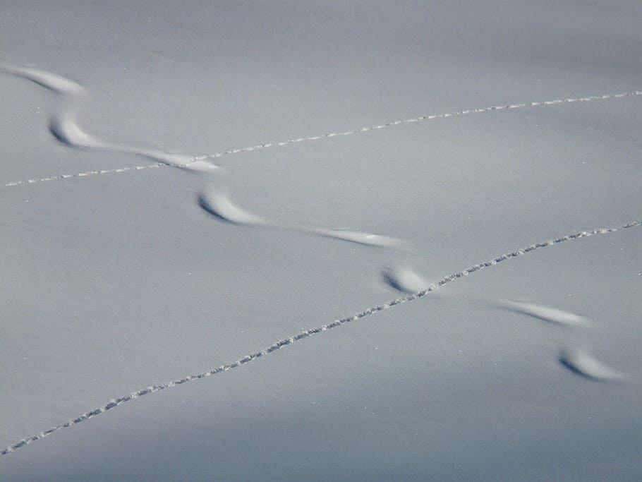 track, trace, winter, snow, deep snow, powder snow, animal track HD wallpaper