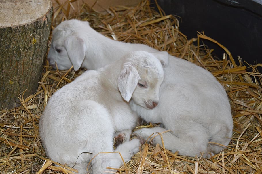 goats, kid, kitz, sleep, animal themes, group of animals, mammal HD wallpaper