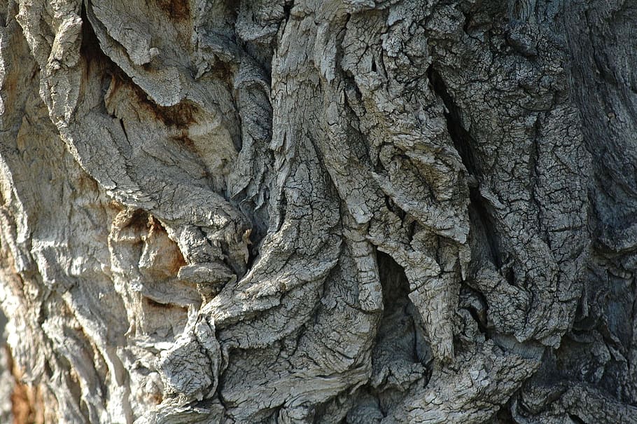 bark, tree, trunk, textured, tree trunk, backgrounds, rough HD wallpaper