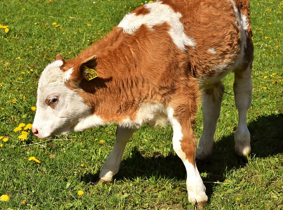 cow, calf, cute, hoofed animals, good aiderbichl, sanctuary, HD wallpaper