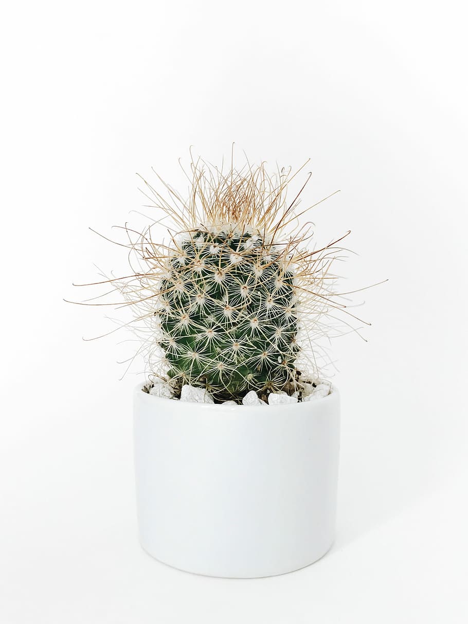 green cactus plant in vase, green cactus plant and white ceramic planter HD wallpaper