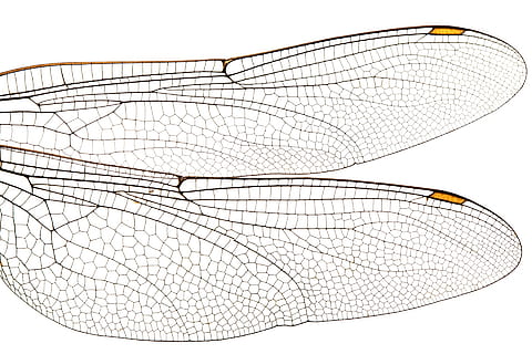 two dragonfly wings illustration, bug, close-up, fragile, insect HD wallpaper