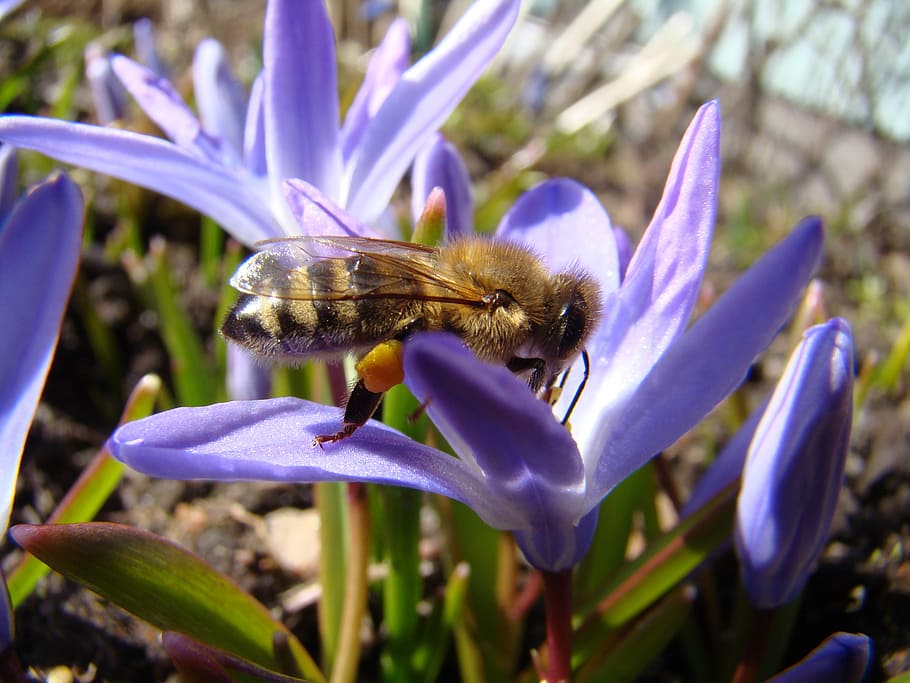 bee, insect, spring, flower, plant, animal, flowering plant HD wallpaper