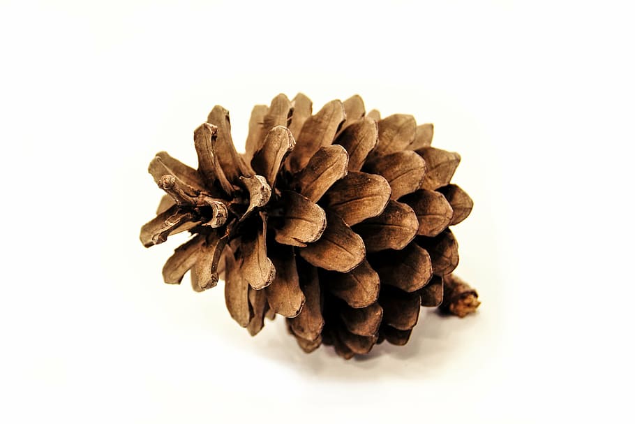 brown pine cone, bread, nature, white, white background, picture HD wallpaper