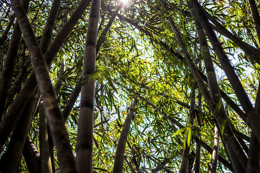 bamboo trees during daytime, brown and green bamboo trees, forest HD wallpaper