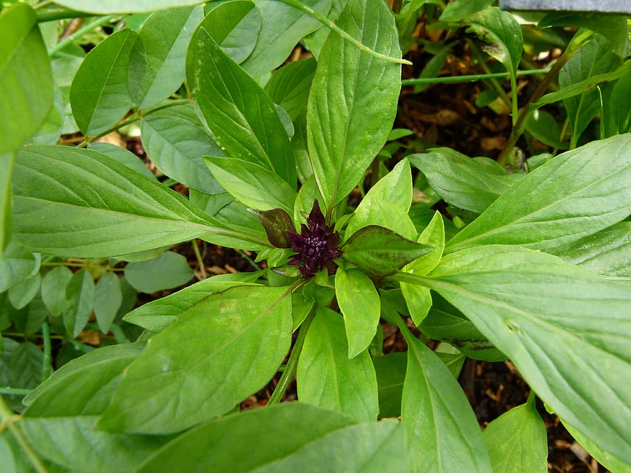 HD wallpaper ocimum basilicum thai basil sweet basil food