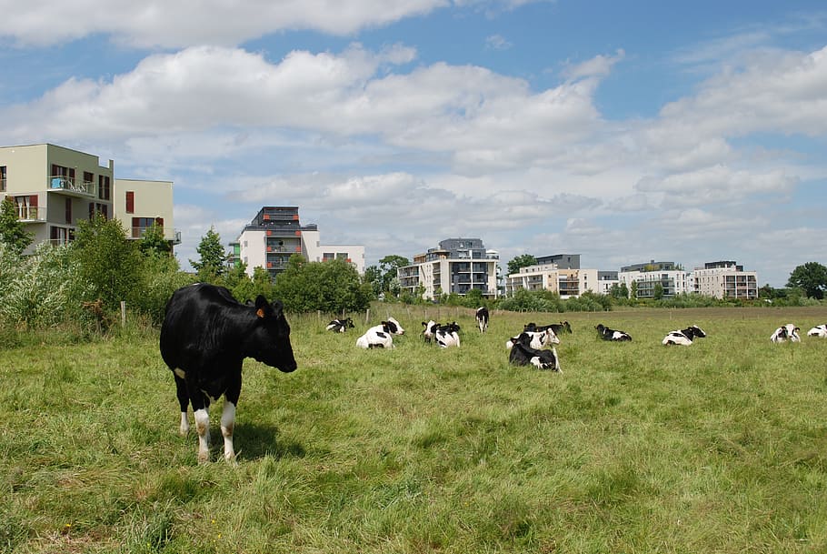 cows, buildings, field, fields, fields in town, zac, archipelago city HD wallpaper