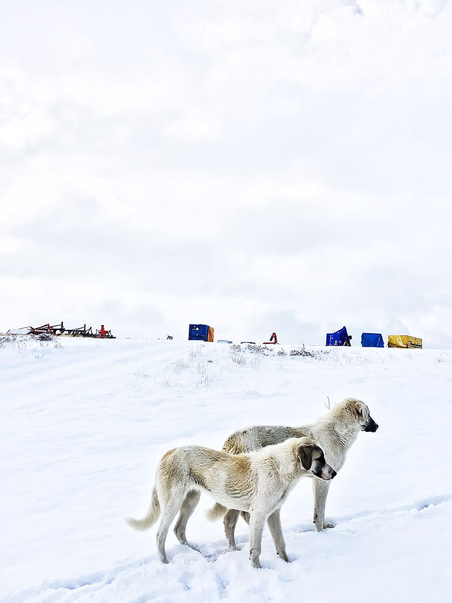 snow, winter, cold, nature, ice, frost, animals, snowy, frozen HD wallpaper