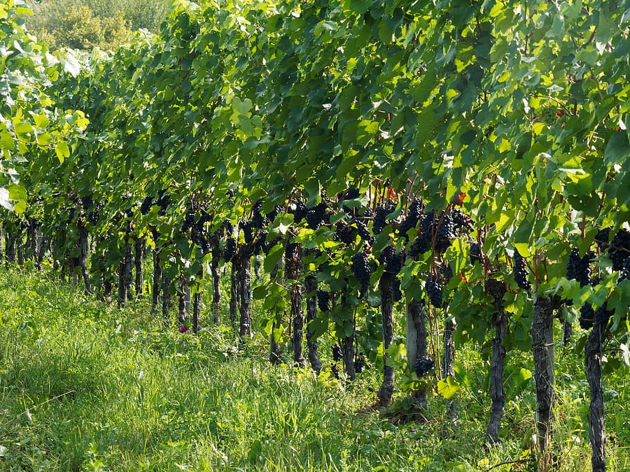 vines, grapes, fall, vineyards, harvest, wine region, burgundy HD wallpaper