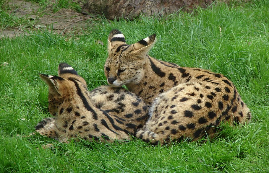 two savannah cats lying on grass fiend, Servals, Felines, Fur, HD wallpaper