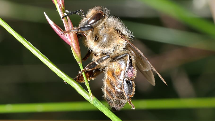 insect, bee, macro, forage, animal themes, animal wildlife HD wallpaper