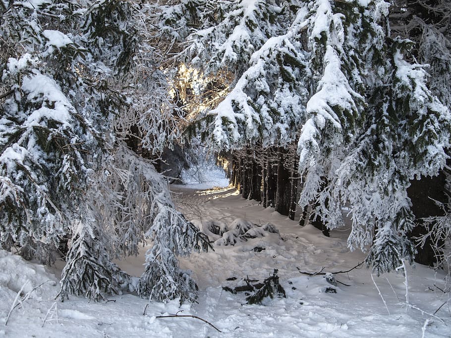 snow, winter, trees, light, sun, wintry, cold, ice, frost, icy HD wallpaper