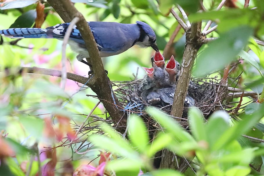 photo of Blue Jay about to feed her babies, blue jays, feeding, HD wallpaper