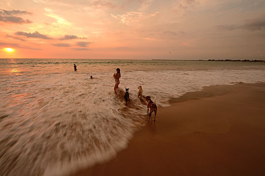 Beach, Spray, Sunset, Sunshine, Dog, girls, tourism, sea, people HD wallpaper