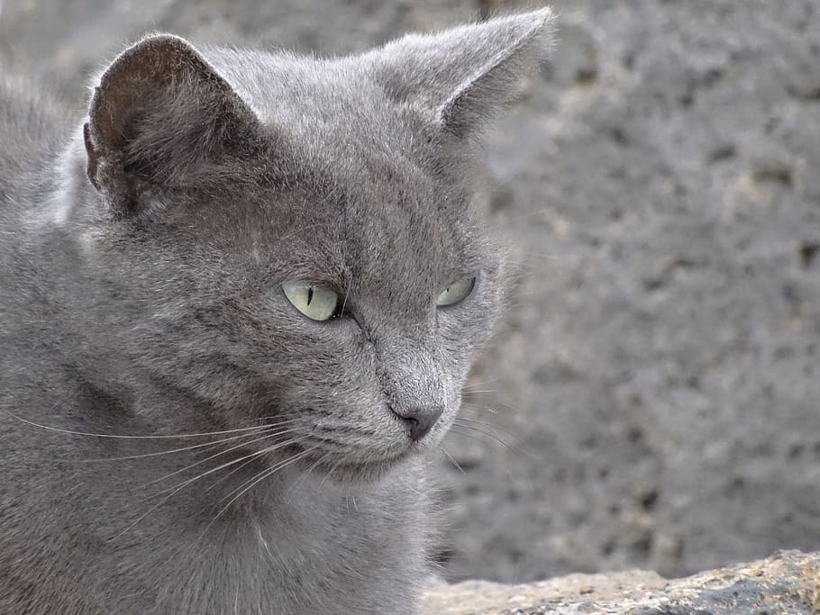 cat, persian, look, animal, animal themes, mammal, pets, one animal HD wallpaper