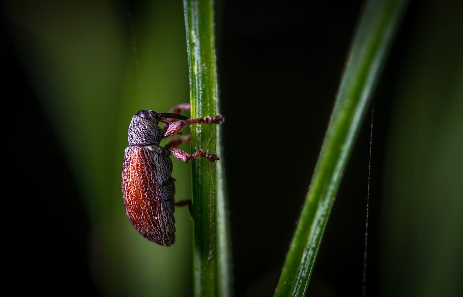 insect, macro, animals in the wild, animal wildlife, animal themes HD wallpaper