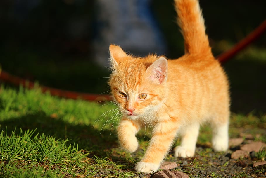 orange Tabby kitten, cat, cat baby, young cats, mackerel, red mackerel tabby, HD wallpaper