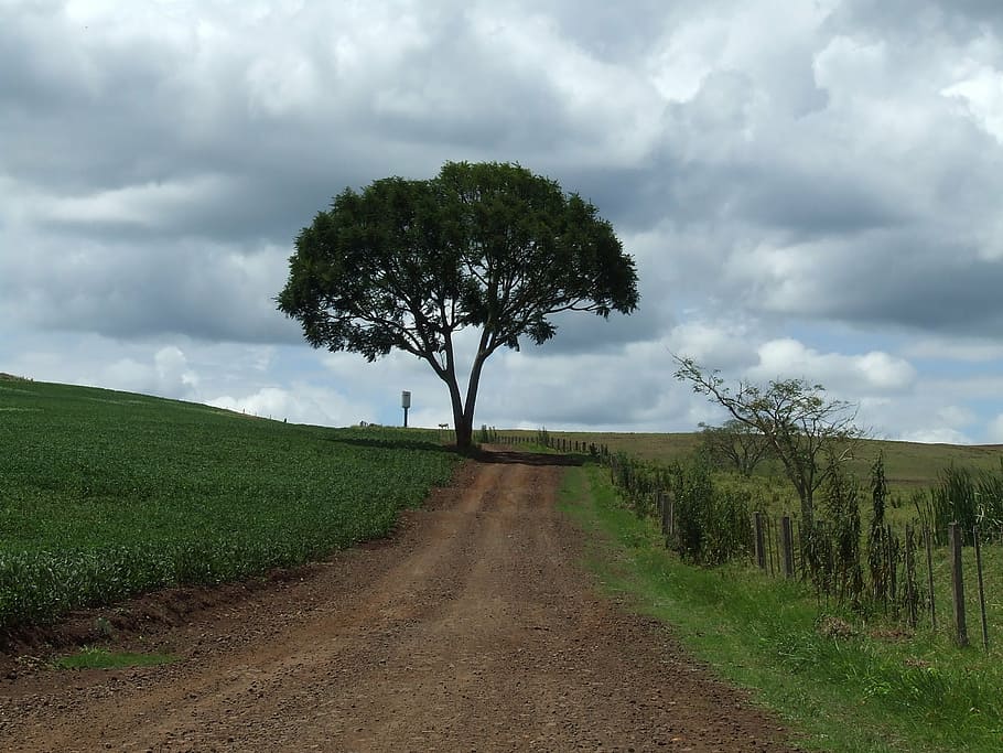 tree, road, landscape, path, farm, dirt road, roça, field HD wallpaper