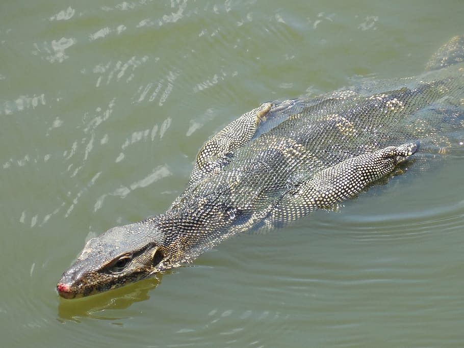 lizard, water, swimming, iguana, reptile, animal, creature HD wallpaper