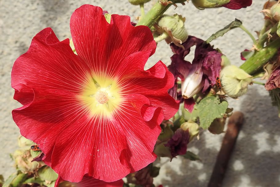 mallow, hollyhock flower, stock rose, red, garden, flowering plant, HD wallpaper
