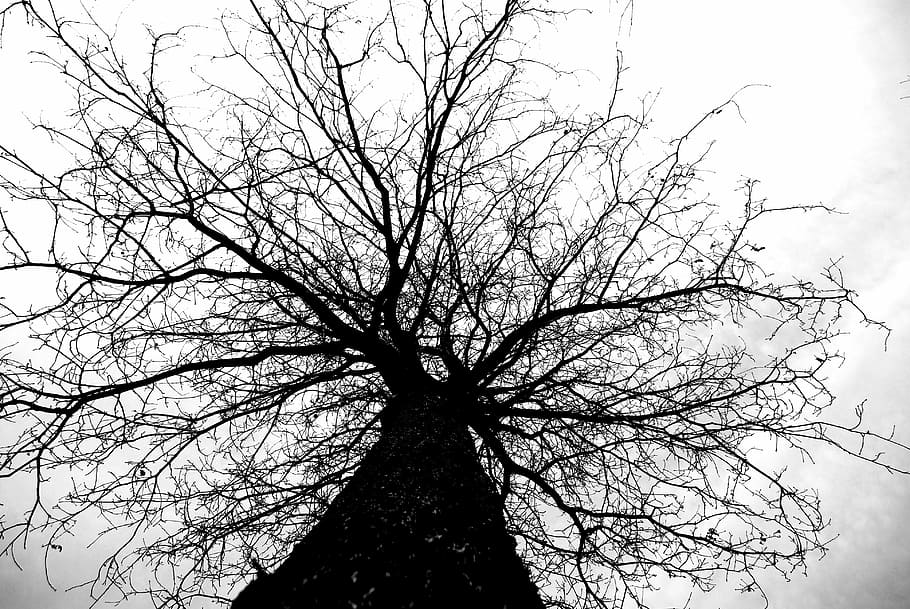 tree, nature, trunk, autumn, sky, bare tree, branch, plant HD wallpaper