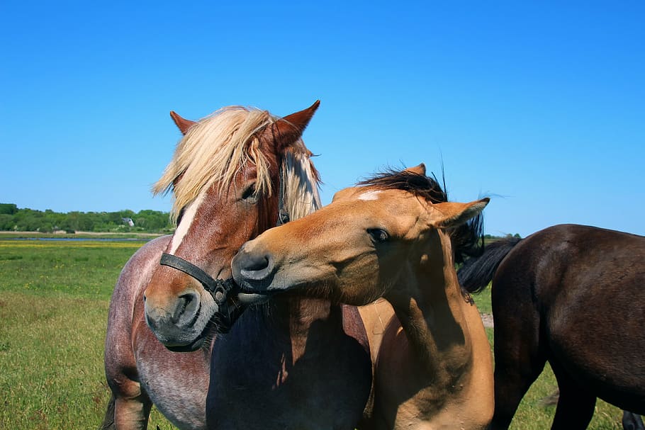 horses, nature, landscape, sky, blue sky, curious, brown, mane HD wallpaper