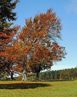 photo of brown tree in forest during daytime, trees, book, deciduous trees HD wallpaper