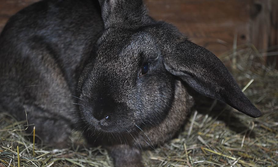 Animals, Rabbit, Pet, Sulfur, sulfur rabbit, nature, cute, animal themes HD wallpaper