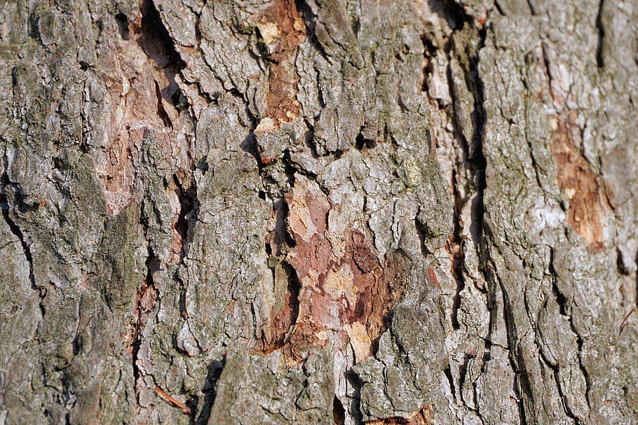tree, tree bark, texture, tribe, log, nature, wood, background HD wallpaper