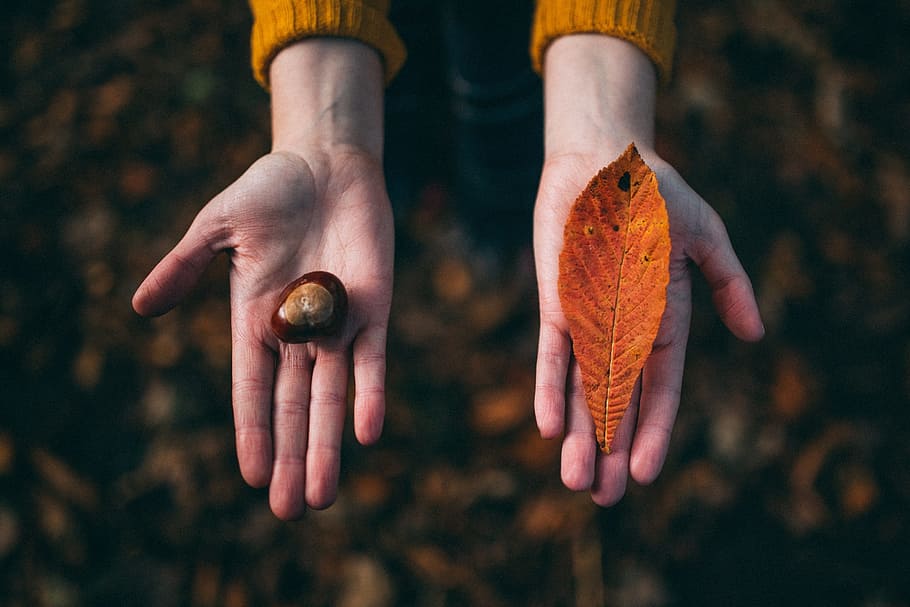 hand, palm, leaf, fall, autumn, seed, human hand, human body part HD wallpaper