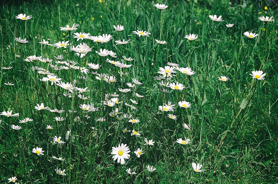flowers, grass, daisy, flowering plant, fragility, beauty in nature HD wallpaper