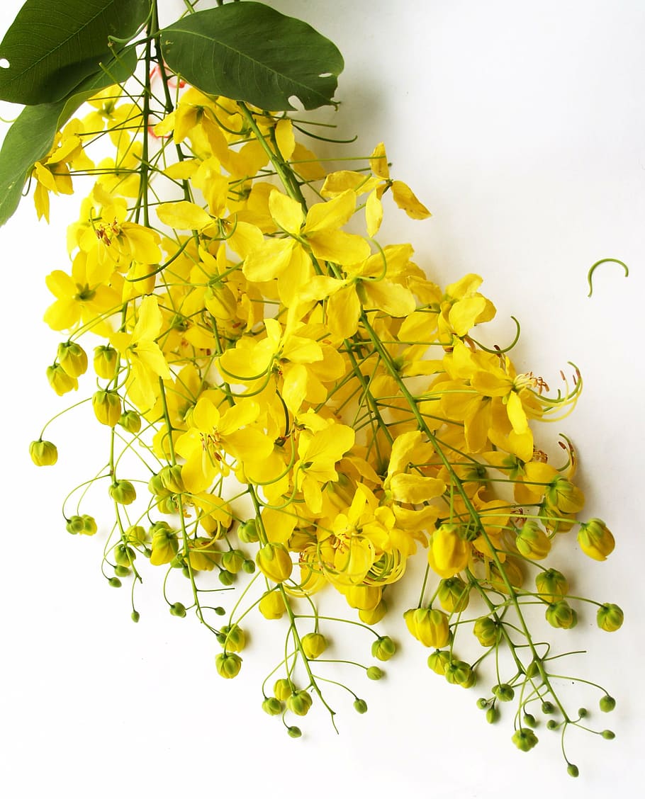 yellow petaled flower, cassia, shower, golden, tree, white, summer, HD wallpaper