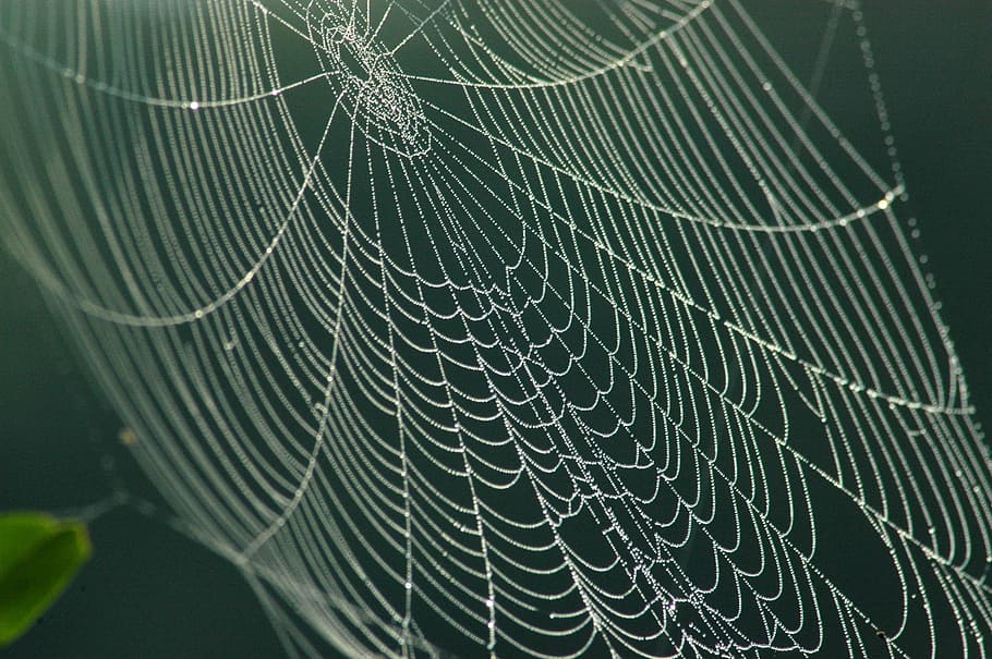 Network, Web, Morning, Dew, spider Web, nature, drop, macro HD wallpaper
