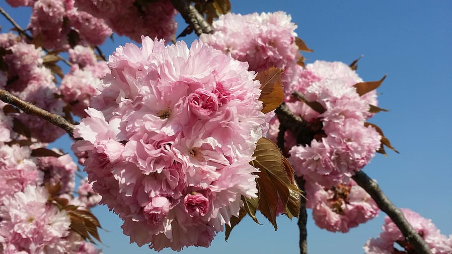 spring, flowers, cherry flowers, bright, pink, flower tree HD wallpaper
