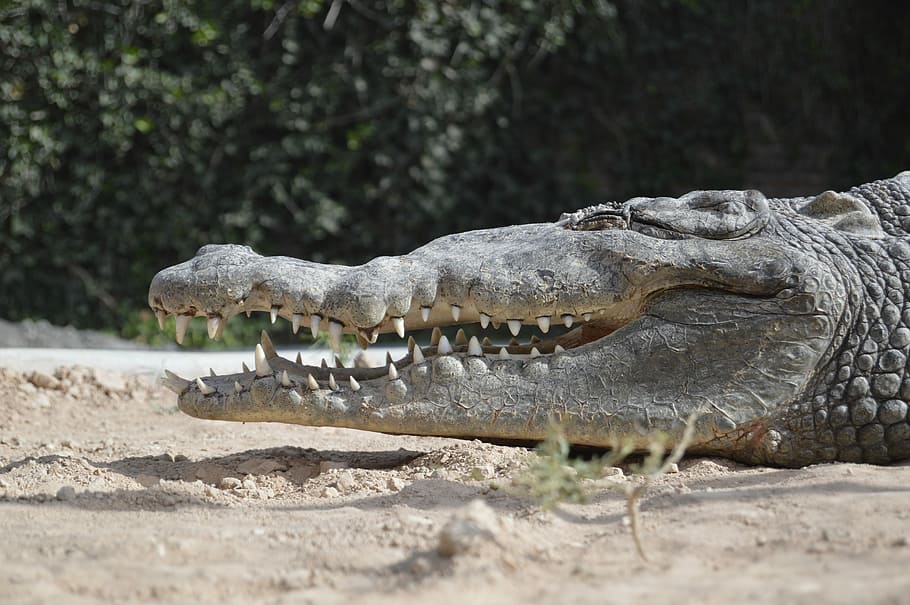 photo of crocodile, alligator, teeth, wild, reptile, sand, animal HD wallpaper