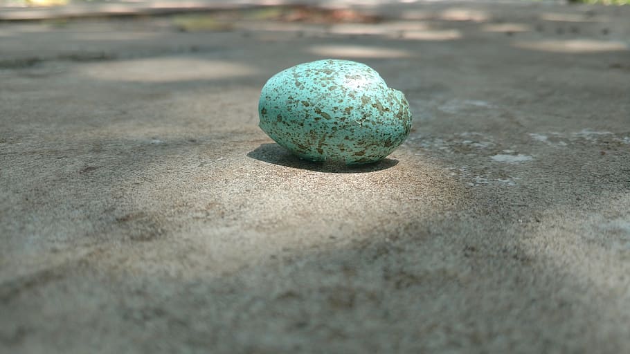 Egg, Bird, Stone, sphere, nature, no People, ball, day, close-up HD wallpaper