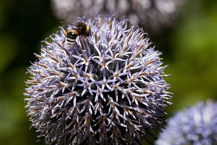echinops, composites, flora, plant, hummel, bombus, insect HD wallpaper